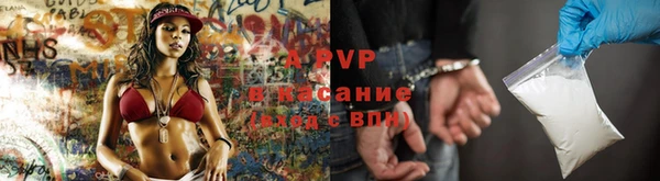 стаф Алзамай